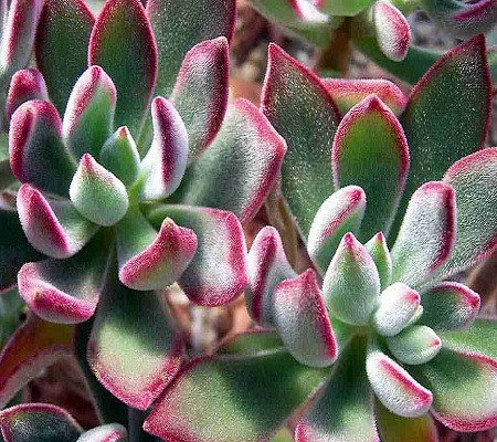 Echeveria HARMSII или Эхеверия Гармса (семена)