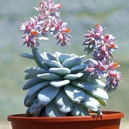 Echeveria LAUI или Эхеверия Лау (семена)