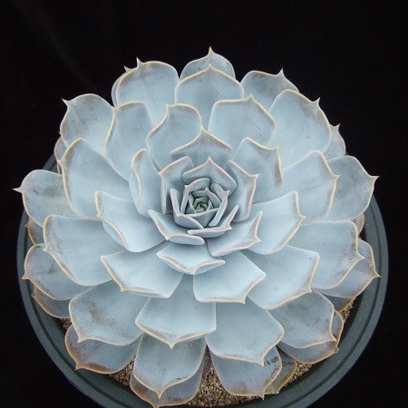 Echeveria LILACINA или Эхеверия Лиловая (семена)