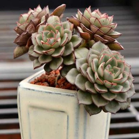 Echeveria MORANII или Эхеверия Морана (семена)