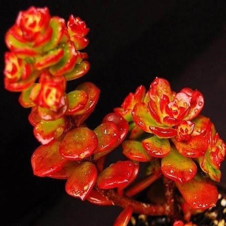 Echeveria MULTICAULIS