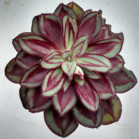 Echeveria NODULOSA или Эхеверия Узелковая (семена)