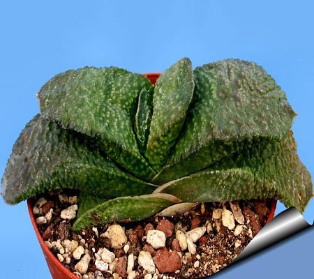 Gasteria ARMSTRONGII или Гастерия Армстронга (семена)