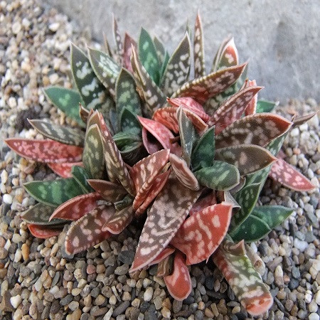 Gasteria BICOLOR v. LILIPUTANA или Гастерия Двуцветная (семена)