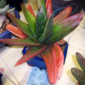 Gasteria CROUCHERI или Гастерия Крошери (семена)