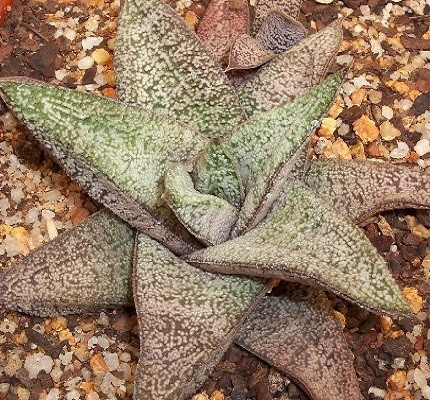Gasteria ELLAPHIEAE или Гастерия Элафи (семена)
