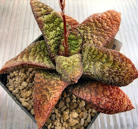 Gasteria NITIDA или Гастерия Сверкающая (семена)