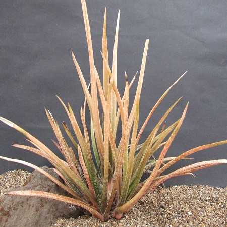 Gasteria PULCHRA или Гастерия Красивая (семена)