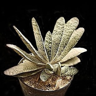 Gasteria BRACHYPHYLLA или Гастерия Брахифилла (семена)