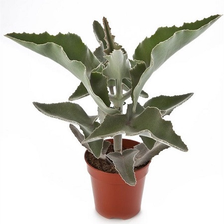 Kalanchoe BEHARENSIS или Каланхоэ Бехарское (семена)