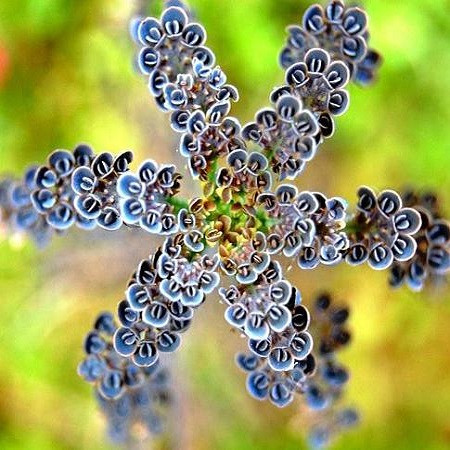 Kalanchoe DELAGOENSIS или Каланхоэ Трубкоцветное (семена)