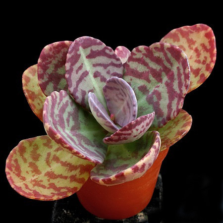 Kalanchoe HUMILIS или Каланхоэ Приземистое (семена)