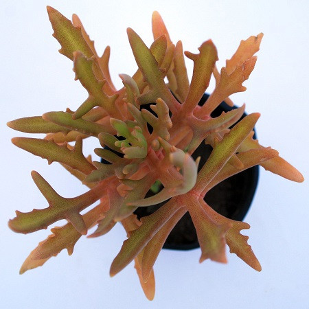 Kalanchoe LACINIATA или Каланхоэ Дольчатое (семена)