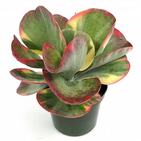 Kalanchoe LUCIAE или Каланхоэ Лючия (семена)
