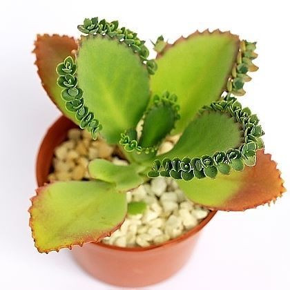 Kalanchoe PINNATA или Каланхоэ Перистое (семена)