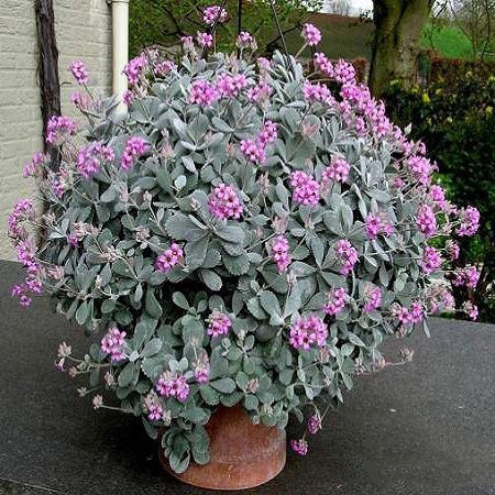 Kalanchoe PUMILA или Каланхоэ Карликовое (семена)