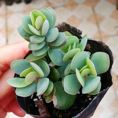 Kalanchoe ROTUNDIFOLIA или Каланхоэ Круглолистное (семена)