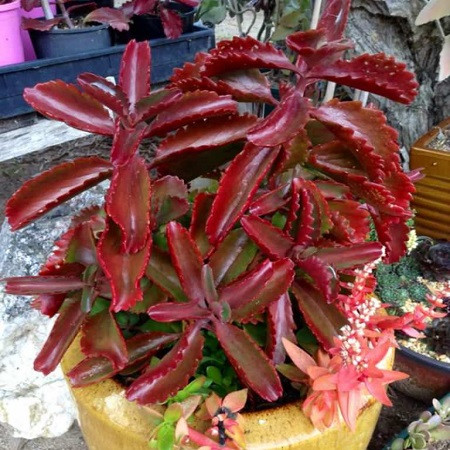 Kalanchoe SEXANGULARIS или Каланхоэ Сексангуларис (семена)