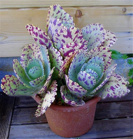 Kalanchoe MARMORATA или Каланхоэ Мраморное (семена)