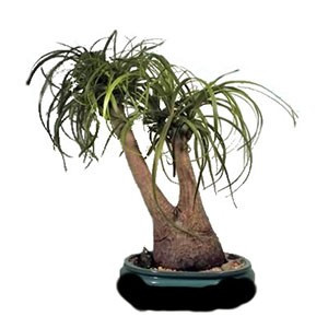 Nolina RECURVATA или Нолина Изогнутая (семена)