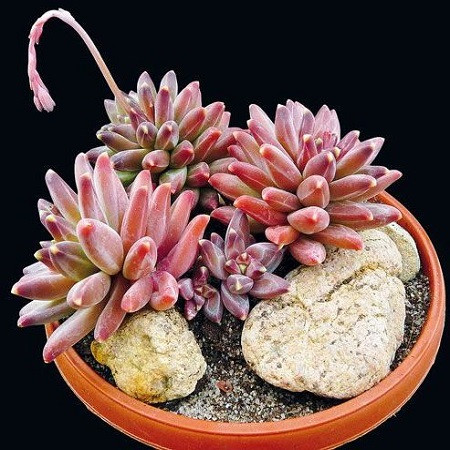 Pachyphytum COMPACTUM или Пахифитум Компактный (семена)