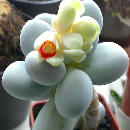 Pachyphytum OVIFERUM или Пахифитум Яйценосный (семена)
