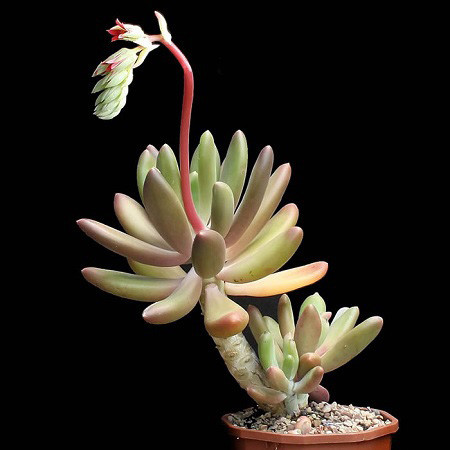 Pachyphytum FITTKAUI или Пахифитум Фиткау (семена)