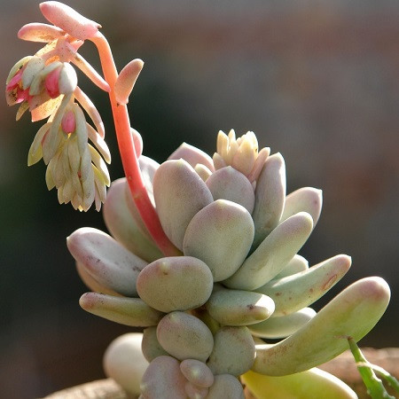 Pachyphytum GLUTINICAULE или Пахифитум Глютиникауле (семена)
