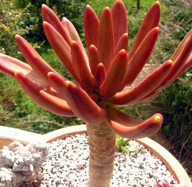 Pachyphytum VIRIDE или Пахифитум Зеленый (семена)