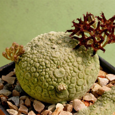 Pseudolithos SPHAERICUS или Псевдолитопс Шаровидный (семена)