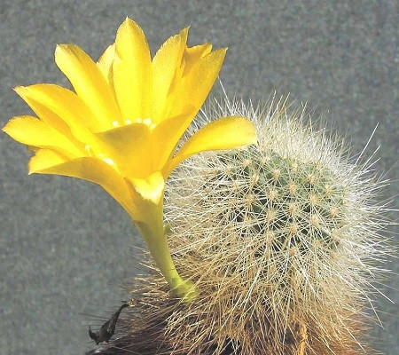 Rebutia CHRYSACANTHA или Ребуция Хризаканта (семена)