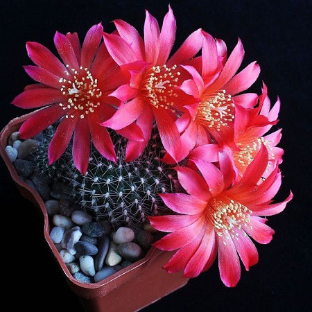 Rebutia GRANDIFLORA или Ребуция Крупноцветковая (семена)