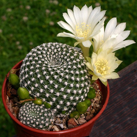 Rebutia KRAINZIANA v ALBIFLORA или Ребуция Крайнца (семена)