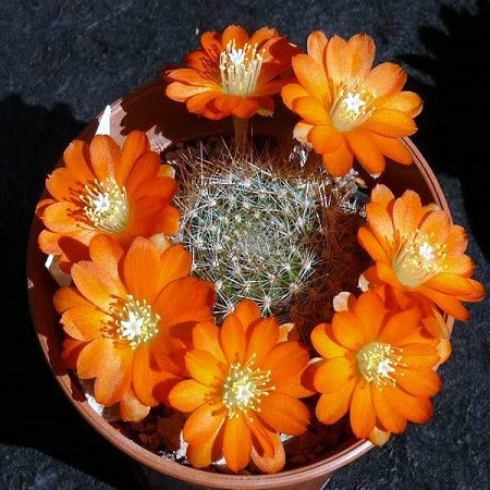 Rebutia KRAINZIANA v ORANGE BLUETE или Ребуция Крайнца (семена)