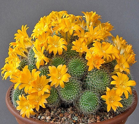 Rebutia MARSONERI или Ребуция Марсонера (семена)