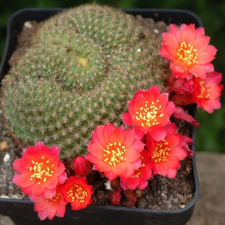 Rebutia MINUSCULA или Ребуция Крошечная (семена)