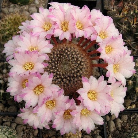 Rebutia NARVAECENSIS или Ребуция Нарвасенсис (семена)