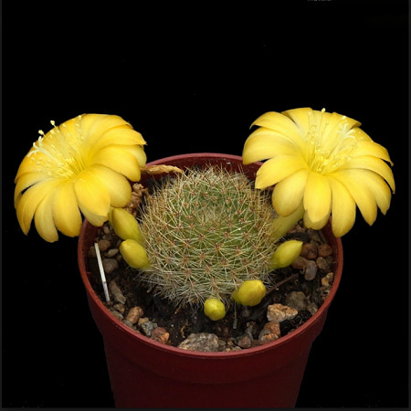 Rebutia SENILIS v KESSELRINGIANA или Ребуция Старческая (семена)