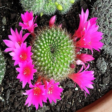 Rebutia SENILIS v LILACINOROSEA или Ребуция Старческая (семена)