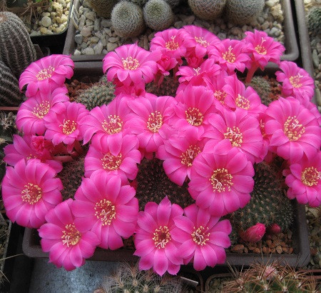 Rebutia VIOLACIFLORA или Ребуция Фиолетоцветковая (семена)