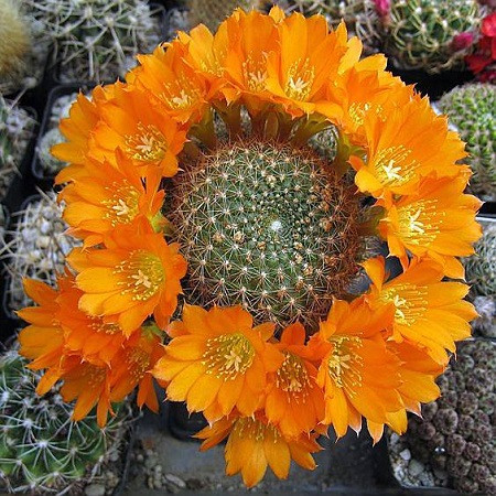 Rebutia WALTERI или Ребуция Вальтера (семена)