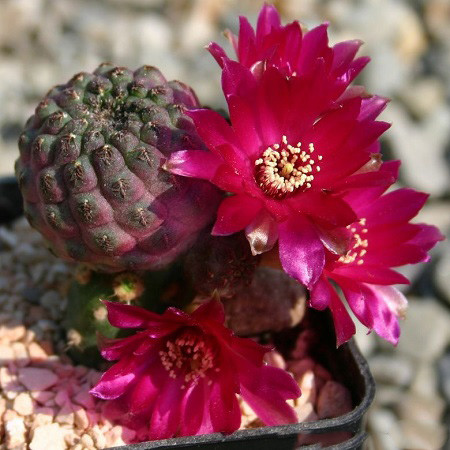 Rebutia RAUSCHII или Ребуция Рауха (семена)