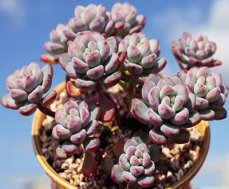 Sedum COMMIXTUM или Седум Купажированный (семена)
