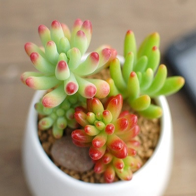 Sedum CORYNEPHYLLUM или Седум Коринефиллум (семена)
