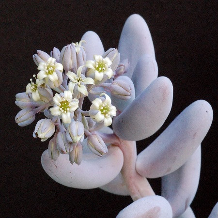 Sedum CRAIGII или Седум Крайга (семена)