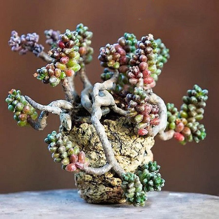 Sedum FURFURACEUM или Седум Чешуйчатый (семена)