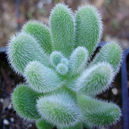 Sedum MOCINIANUM или Седум Моцинианум (семена)