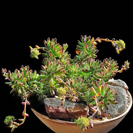 Sedum PACHYPHYLLUM или Седум Толстолистный (семена)