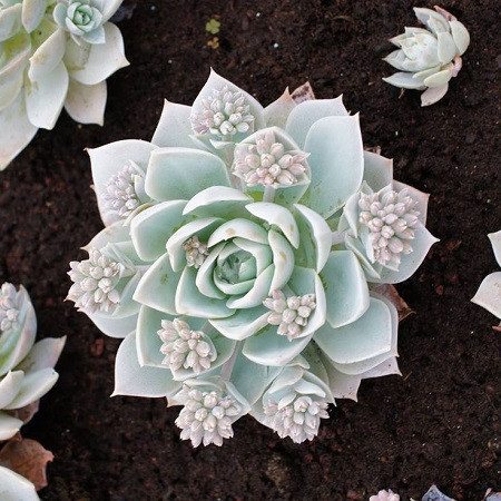 Sedum SUAVEOLENS или Седум Душистый (семена)