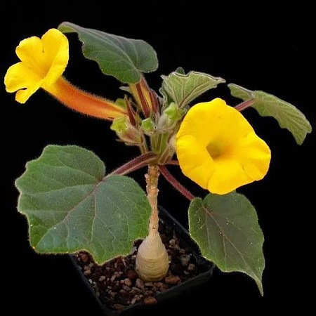 Uncarina ROEOESLIANA или Ункарина Реослина (семена)